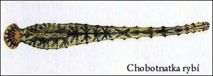 chobotnatkarybi.jpg